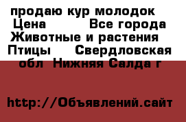 продаю кур молодок. › Цена ­ 320 - Все города Животные и растения » Птицы   . Свердловская обл.,Нижняя Салда г.